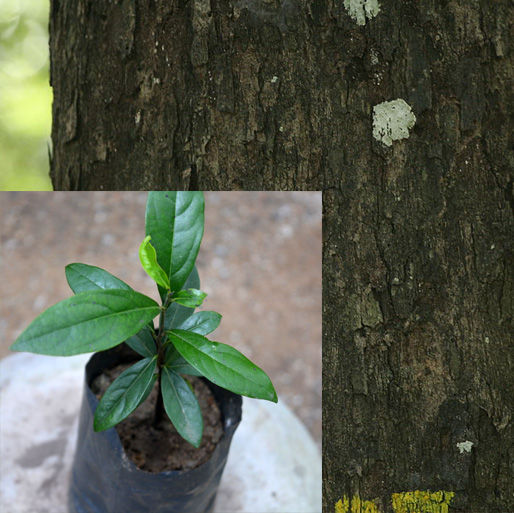 Kaluwara plant. (Ceylon ebony )-rare plants