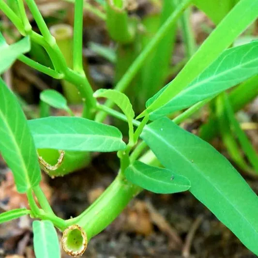 Thai%20Water%20Spinach%20Seeds%20Kang%20Kong%20Beeja%20%E0%B6%9A%E0%B6%82%E0%B6%9A%E0%B7%94%E0%B6%82%20%E0%B6%B6%E0%B7%93%E0%B6%A2%2050g%20-%20Image%203