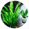 Java Fern Natural Aquarium Plant by Sapling Cloud | Lush Green Aquatic Decoration | Perfect for Freshwater Tanks | Low Maintenance & Hardy | Enhances Aquarium Aesthetics | Ideal for Aquascaping | Safe for All Fish Species | Easy to Care For | Available on. 