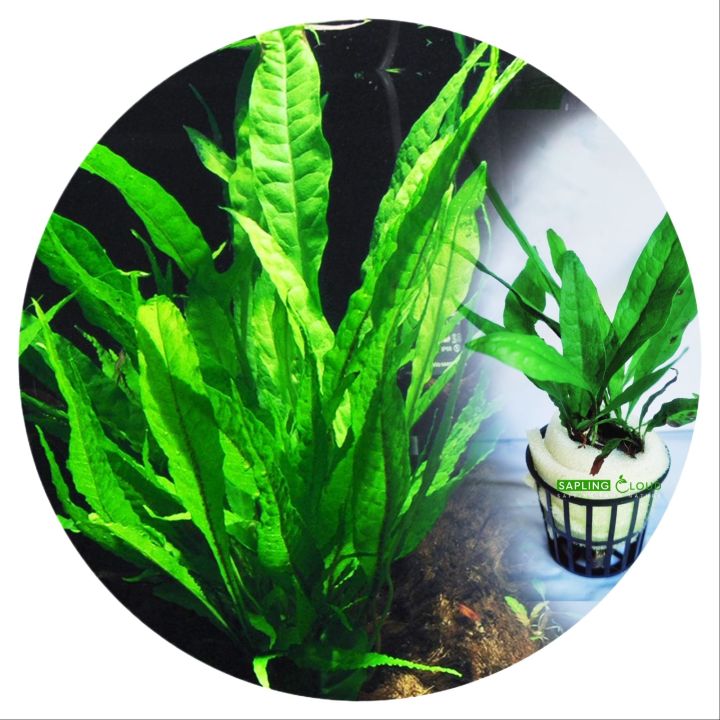 Java Fern Natural Aquarium Plant by Sapling Cloud | Lush Green Aquatic ...
