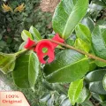 SuperRide Plant Clip 10pcs Plant Stem Trainer Clips for Easy Gardening Lightweight Mini Size Low Stress Training Clips for Plant Growth Modifier. 