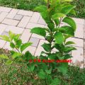 bankok ugurassa plant /large plant/ බැංක‍ොක් උගුරැස්ස  /Governor;s plum/ugurassa  plant. 