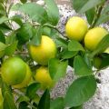 lemon plant /lemon/fruit plant. 