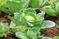 Cabbage Seeds Gedi gowa beeja Gardening Agriculture Home CS Agro. 