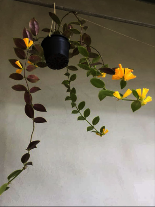 Yellow%20lipstick%20plant%20hanging%20plant%20-%20Image%206