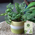 The Swiss cheese plant / Monstera adansonii with black pot. 