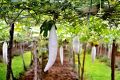 Pathola Short Snake Gourd Seeds Home Gardening Agriculture. 