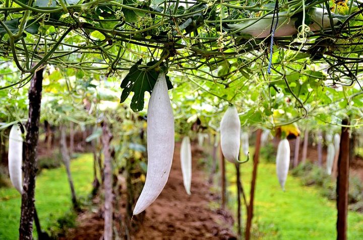 Pathola%20Short%20Snake%20Gourd%20Seeds%20Home%20Gardening%20Agriculture%20-%20Image%203