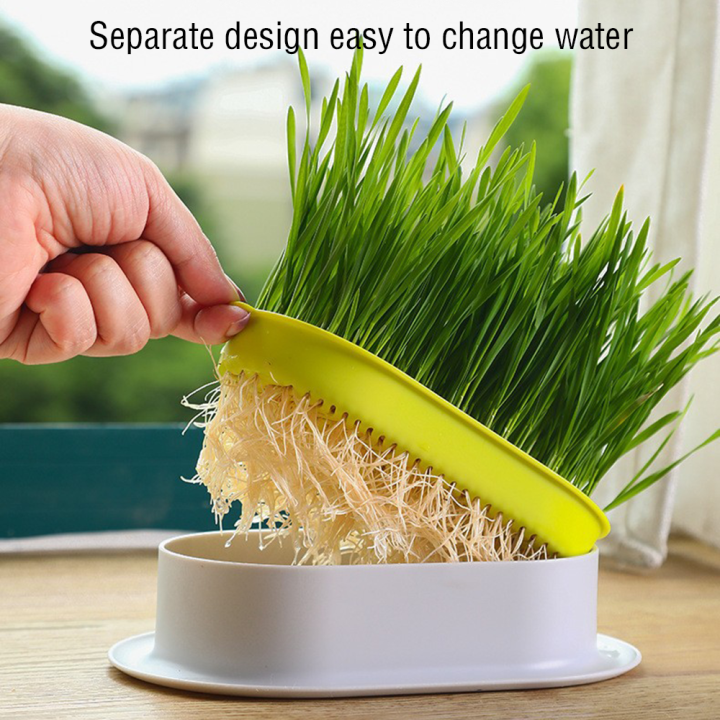 Cat%20Grass%20Cat%20Grass%20Box%20Set%20Pot%20Catgrass%20Planting%20Bowl%20Cat%20Cat%20Snack%20Cat%20Mint%20-%20Image%202