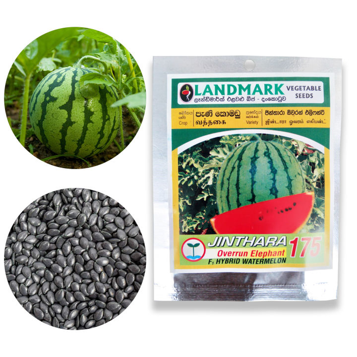 Watermelon Seeds Pani Komadu Beeja 10 Seeds