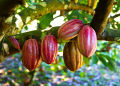 Coco plant/Cocova/chocolate plant. 