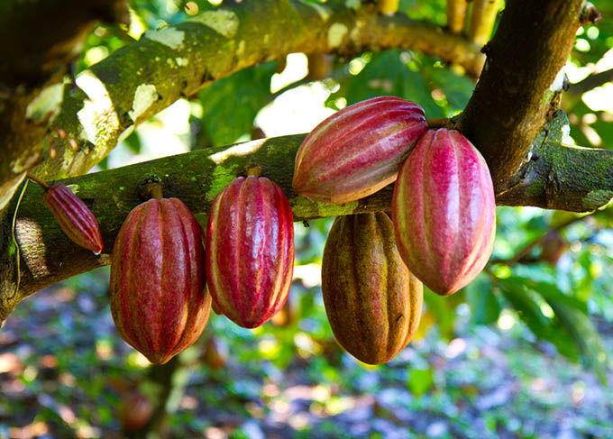 Coco%20plant/Cocova/chocolate%20plant%20-%20Image%205