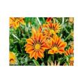 Gazania Flower Plants,Treasure Flower. 