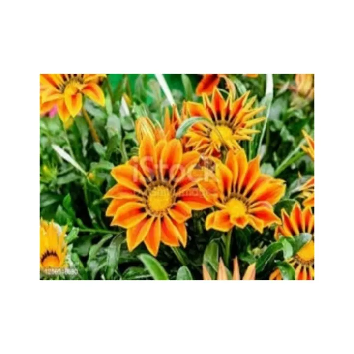 Gazania%20Flower%20Plants,Treasure%20Flower%20-%20Image%202