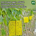 Eco-Friendly Yellow Glue Traps Sticky Insects Cards Yellow Fly Traps Sticky Fly Traps for Home Gardening Agriculture or Farming. 