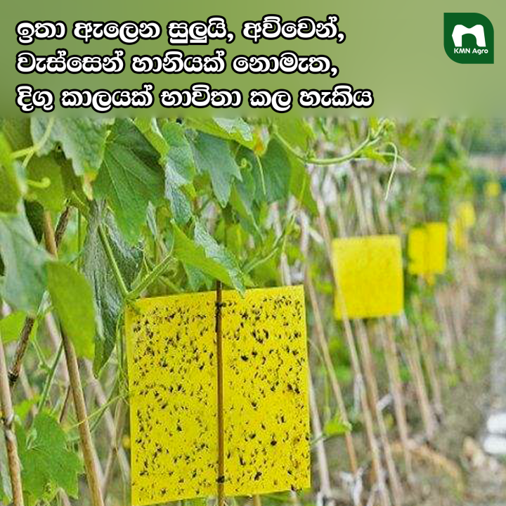 Eco-Friendly%20Yellow%20Glue%20Traps%20Sticky%20Insects%20Cards%20Yellow%20Fly%20Traps%20Sticky%20Fly%20Traps%20for%20Home%20Gardening%20Agriculture%20or%20Farming%20-%20Image%203