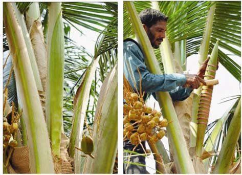 Cocosyrup%20300ml%20-%20%E0%B6%B4%E0%B7%9C%E0%B6%BD%E0%B7%8A%20%E0%B6%B8%E0%B7%93%E0%B6%BB%E0%B7%8F%20%E0%B7%80%E0%B6%BD%E0%B7%92%E0%B6%B1%E0%B7%8A.%20%E0%B7%83%E0%B7%93%E0%B6%B1%E0%B7%92%20%E0%B6%85%E0%B6%A9%E0%B6%82%E0%B6%9C%E0%B7%94%20%E0%B6%B1%E0%B7%90%E0%B6%AD%20-%20Image%207