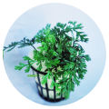 Mini Bolbitis Sapling Natural Aquarium Plant by Sapling Cloud | Unique Aquatic Decoration | Perfect for Freshwater Tanks | Low Maintenance & Hardy | Adds Lush Greenery to Aquascapes | Ideal for Fish Shelter | Safe for All Aquatic Life | Available on Daraz. 