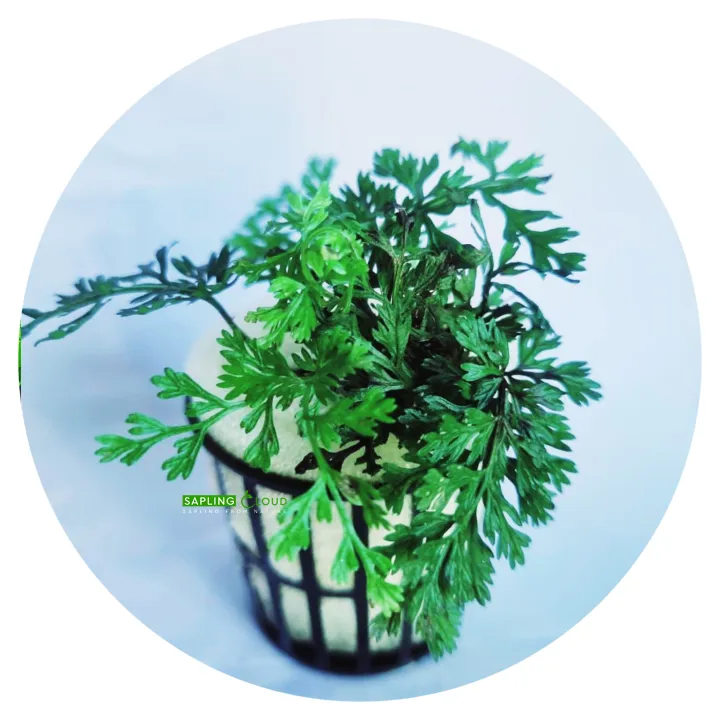 Mini%20Bolbitis%20Sapling%20Natural%20Aquarium%20Plant%20by%20Sapling%20Cloud%20%7C%20Unique%20Aquatic%20Decoration%20%7C%20Perfect%20for%20Freshwater%20Tanks%20%7C%20Low%20Maintenance%20&%20Hardy%20%7C%20Adds%20Lush%20Greenery%20to%20Aquascapes%20%7C%20Ideal%20for%20Fish%20Shelter%20%7C%20Safe%20for%20All%20Aquatic%20Life%20%7C%20Available%20on%20Daraz%20-%20Image%203