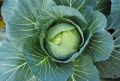 Gedi Gova/Cabbage Seeds For Home Garden. 