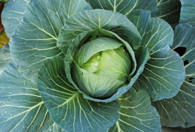 Gedi%20Gova/Cabbage%20Seeds%20For%20Home%20Garden%20-%20Image%204