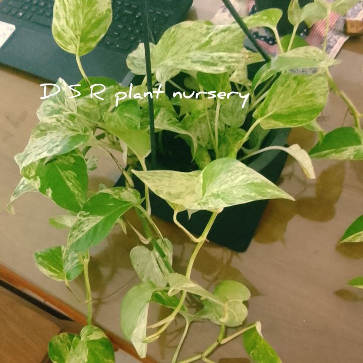 lucky%20plant%20/poths/big%20poths%20plant/%20plant%20-%20Image%204