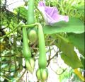 Alanga Seeds For Home GARDEN. 