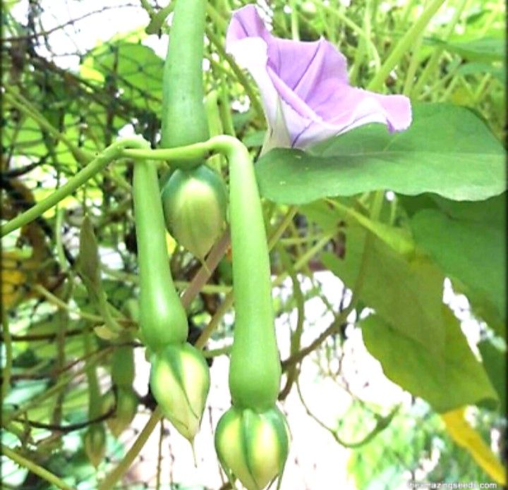 Alanga%20Seeds%20For%20Home%20GARDEN%20-%20Image%207