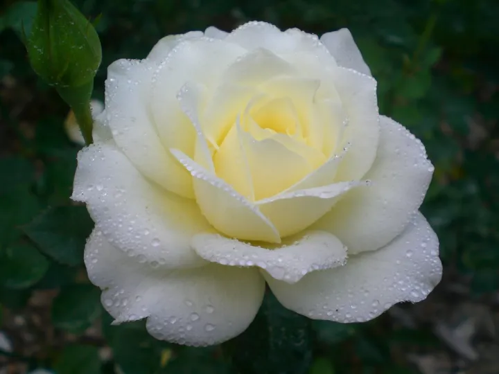 Rose%20Flower%20Plant%20-%20Image%203