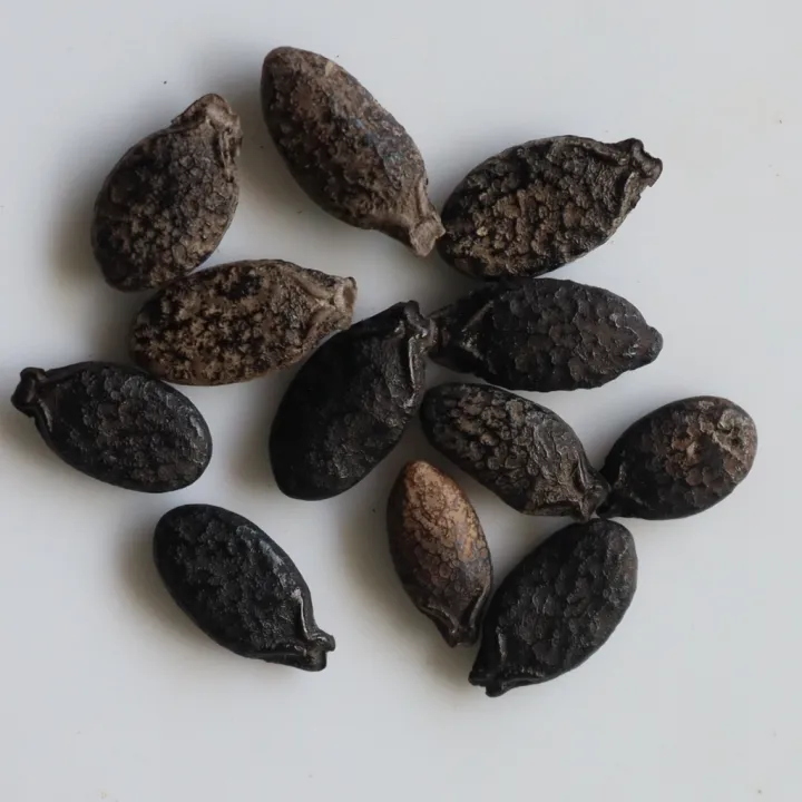 F1%20Hybrid%20Ridge%20Gourd%20Luffa%20Seeds%2010%20Watakolu%20Beeja%20-%20Image%204