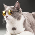 EzyMart - Round Cat Sunglasses Reflection Eye wear glasses For Small Dog Cat Pet Photos Props Accessories. 