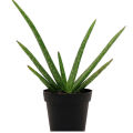 Aloe vera Herbal plant with White Pot. 