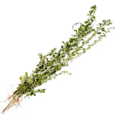 Polpala%20/%20Aerva%20lanata%2030%20Herbal%20Tea%20Bags%20Kidneys%20Cleanse%20-%20Image%203