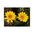 Gazania Flower Plants,Treasure Flower. 