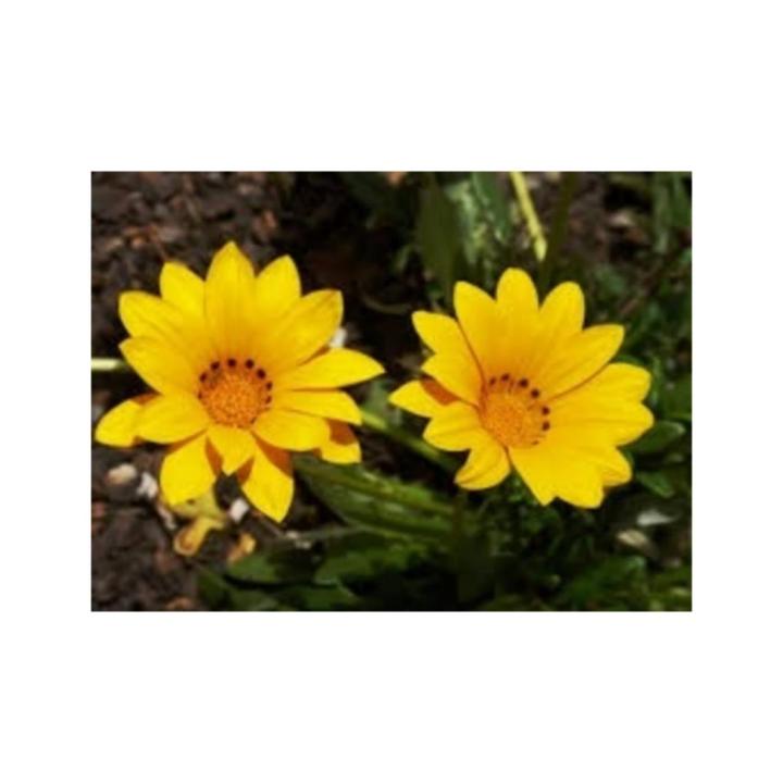 Gazania Flower Plants,Treasure Flower