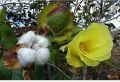 Kapu Pulun(Cotton) Ayurvedic Plant Seeds For Home Garden. 