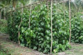Organic Fertilizer for Betel Leaf Bulath Pohora බුලත් පොහොර 1.5kg. 