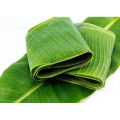 Banana Leaf. 