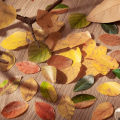 Sweet Journal 50PCS Fallen Leaves Series Washi Tape Irregular Stickers INS Album Diary Journal Decorative Scrapbooking Masking Tapes Sticker. 