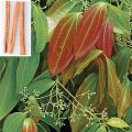 Cinnamon Plant. 