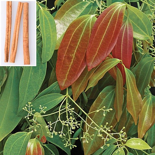 Cinnamon%20Plant%20-%20Image%202
