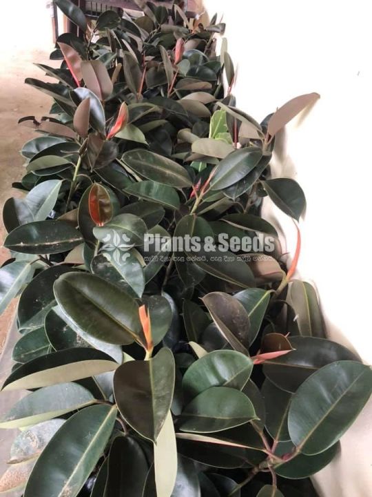 Black%20Nuga%20Plant%20(%20%E0%B6%9A%E0%B7%85%E0%B7%94%20%E0%B6%B1%E0%B7%94%E0%B6%9C%20)%20-%20Image%202