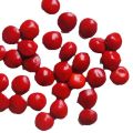 Madatiya Seeds Adenanthera Pavonina 100% Ceylon Organic Natural Sri Lanka New 50 seeds pack in daraz flyer. 