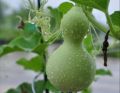 Labu/Bottle Gourd Seeds For Home Garden. 
