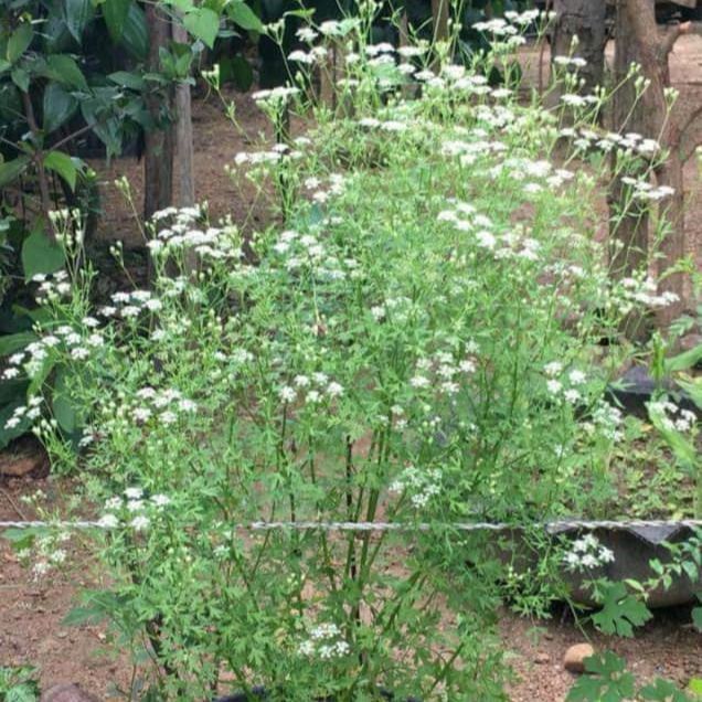 Asamodagam%20Seeds%20Trachyspermum%20roxburghianum%20%E0%B6%85%E0%B7%83%E0%B6%B8%E0%B7%9D%E0%B6%AF%E0%B6%9C%E0%B6%B8%E0%B7%8A%20%E0%B6%B6%E0%B7%93%E0%B6%A2%201g%20-%20Image%204