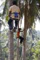 Coconut tree climbing tool (Tree rider). 