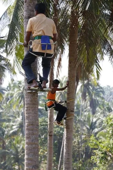 Coconut%20tree%20climbing%20tool%20(Tree%20rider)%20-%20Image%2010