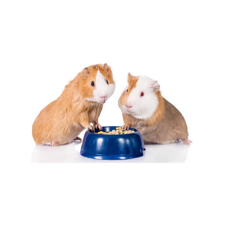 Picture of 1kg Guinea Pig Food Pellet ( Cattle food ) | Daraz.lk