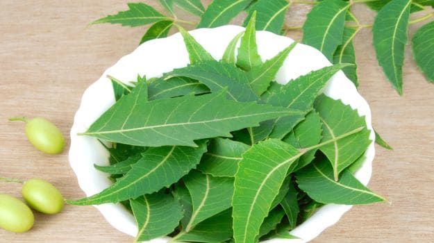 NEEM%20TREE%20%E2%80%93%20LESS%20THAN%20ONE%20FOOT%20%5B%20%E0%B6%9A%E0%B7%9C%E0%B7%84%E0%B7%9C%E0%B6%B9%20/%20KOHOMBA%20%5D%20-%20Image%202