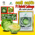 Cabbage F1 Hybrid Japan AS-39 Seeds 99% 1g Gedi Gowa Gardening Agriculture Onesh. 